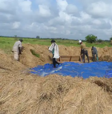 ghana rice federation